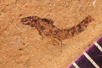 Media type: image;   Entomology PALE-1576